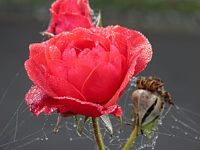 Rose, rouge, automne, rosée, toiles d’araignées, rose rouge, fleur