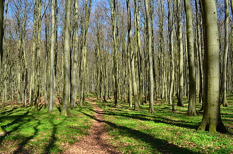 erdő, erdei út, tengerparti erdő, fák, zöld, tavaszi, Rügen