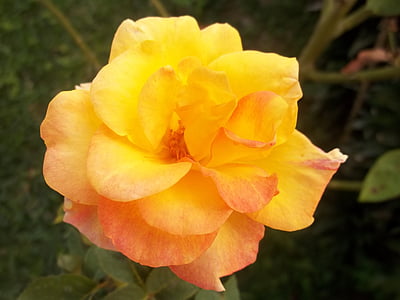 daba, Rosa, skaistumu, puķe, dzeltena, augu, dzīve