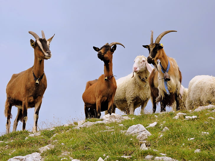 Capra, con cừu, Flock, cỏ, núi, màu xanh lá cây, Prato
