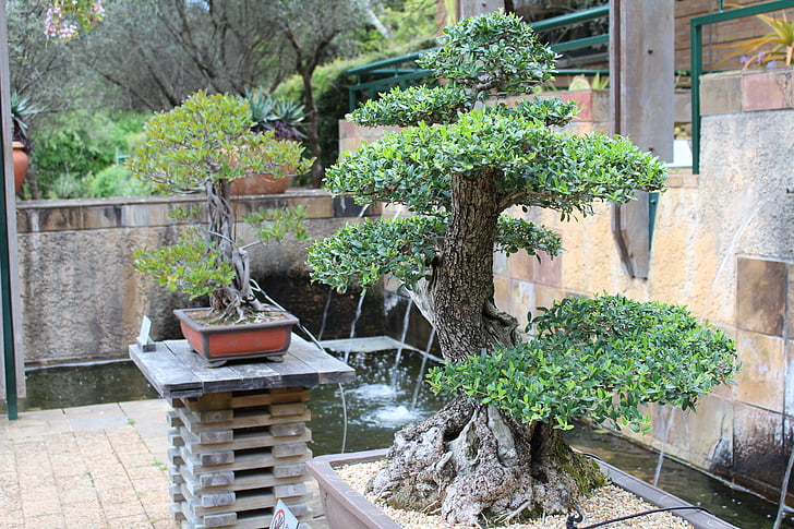 Bonsai, stromy, Japonština
