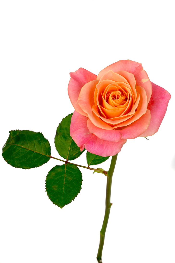 virág, Rózsa, narancs, rózsaszín, Pink rose, Bloom, virágok
