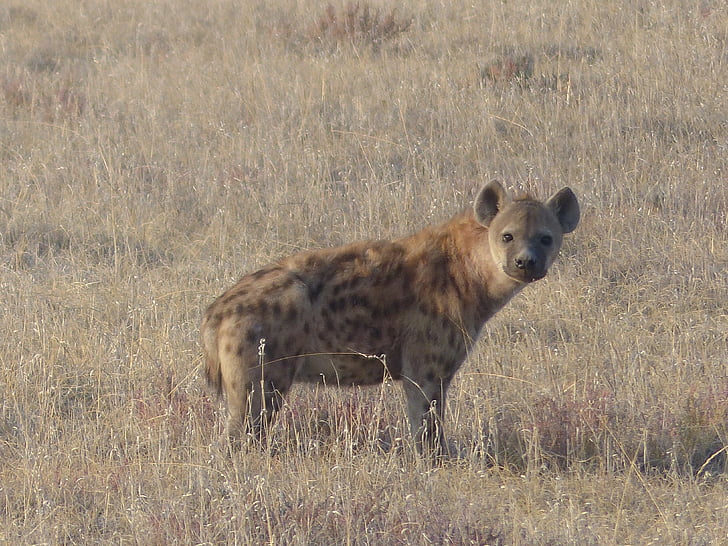 flekkete hyene, hyene, pattedyr, Safari, fjerner, Etosha nasjonalpark, altetende