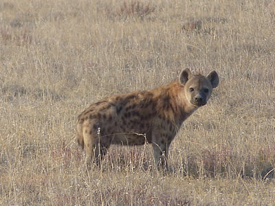 hyena skvrnitá, hyena, savec, Safari, mrchožrouti, Národní park Etosha, všežravec