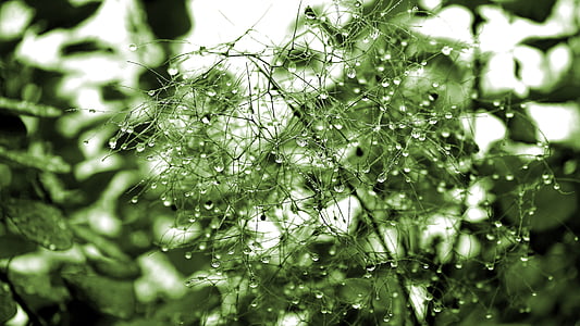 green, plants, nature, water, drops, droplets, dew