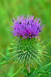 thistle, thistle flower, close, beetle, insect, plant