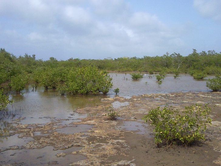 mangrove, natura, Marsh