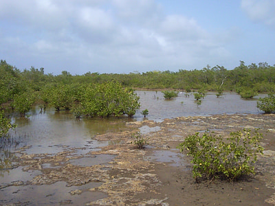 mangrov, doğa, Bataklık