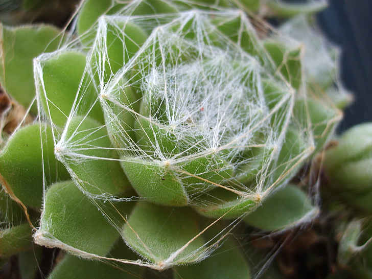 plant, web, flowers, fat plant, adult