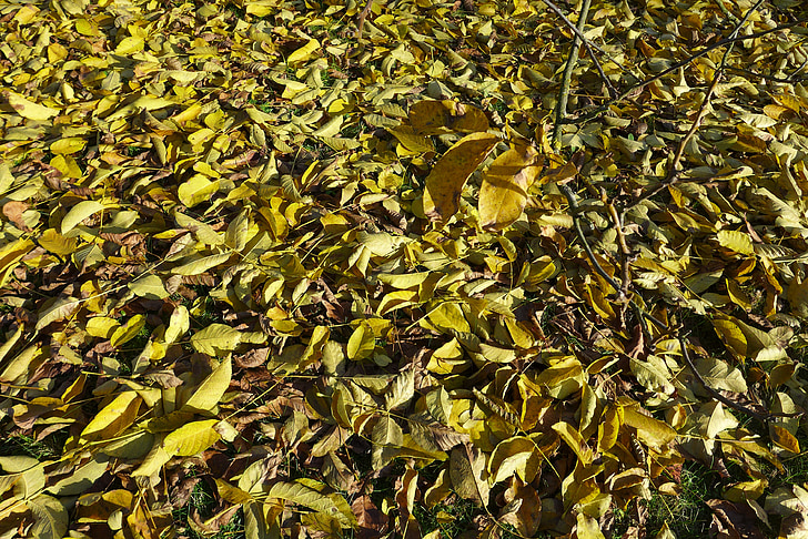 autumn, leaves, branch, sheet, foliage, dry leaves, yellow