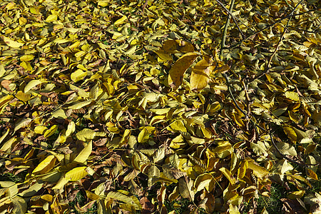 jeseni, listi, podružnica, list, listje, suho listje, rumena