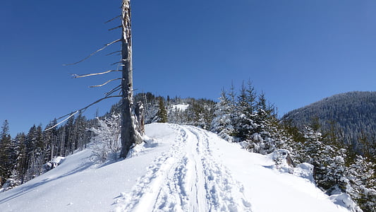 Allgäu, invierno, nieve, sol, árboles, panorama, señaló alpino