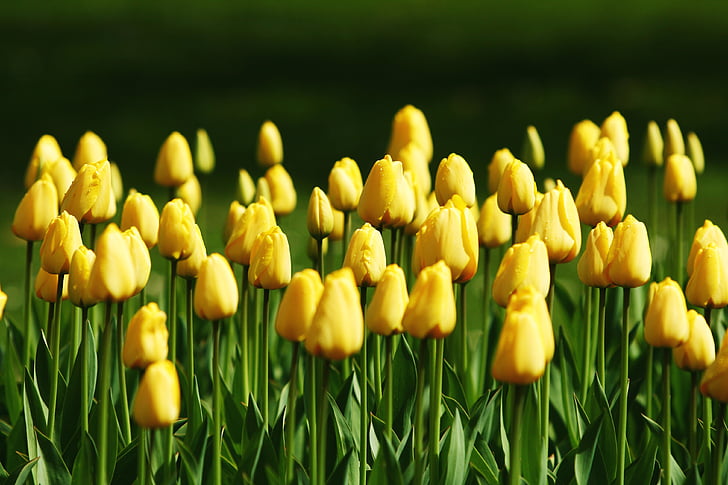 tulips, yellow, grass, green, flowers, spring, blossom