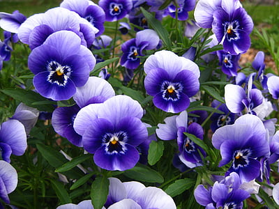 Pansy, penséer, blå, blomma, trädgård, blommande violer, Viola