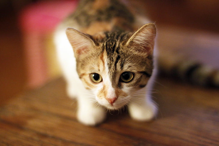 kitten, cat, animals, pet, feline, cute