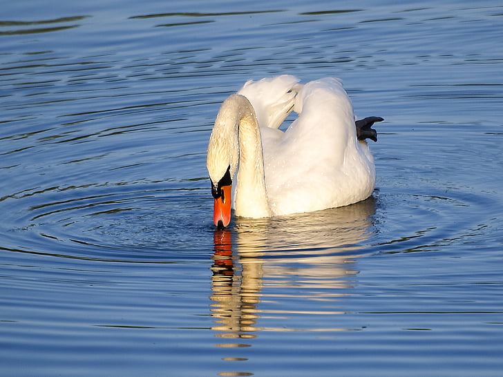 Swan, mute swan, pasăre, pasăre de apă, natura, animale, Lacul