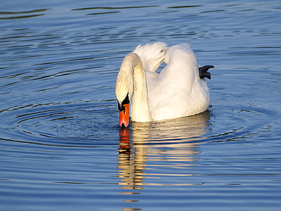 swan, mute swan, bird, water bird, nature, animal, lake