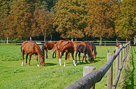 autunno, accoppiamento, cavalli, marrone, recinzione, solido, castagno