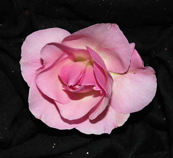 Sant jordi, Rosa, růžový pozadí, růže na černém pozadí, květ, Příroda, růžová