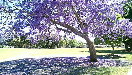 violet, copac, frunze, natura, floare, nici un popor, frumusete din natura