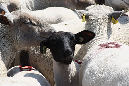 ovce, zvířata, Francie, Slanovodní, sever