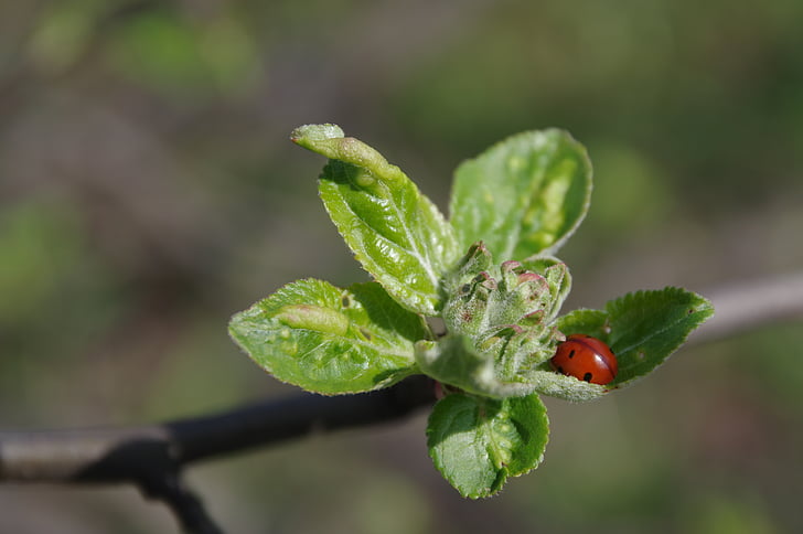 primavera, Apple, natura, coccinella, verde, fiore della mela, macro
