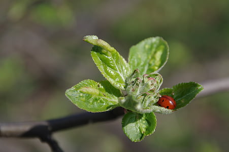 spring, apple, nature, ladybug, green, apple flower, macro