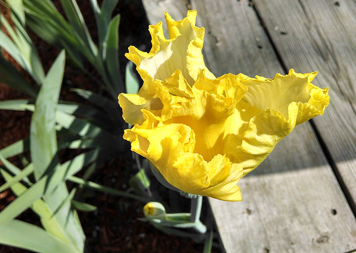yellow, iris, garden, nature, bloom, backyard, blooming
