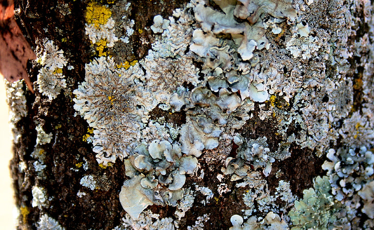 lichen, tree trunk, shady side, light grey, spots of color, textured, frilly