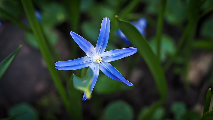 Bluebell, puķe, zila, Spānijas hasenglöckchen, Bell blue star, Blue star, ziedu Bello