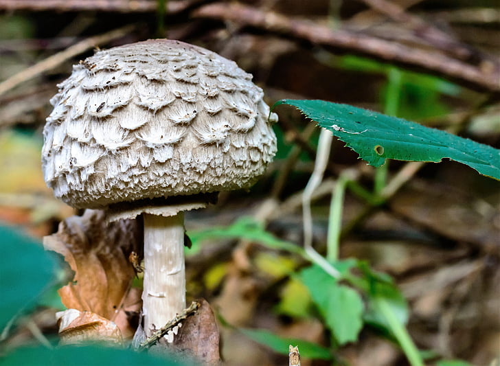 lamellar jamur, jamur, lamellar, layar jamur, musim gugur, di hutan, lantai hutan