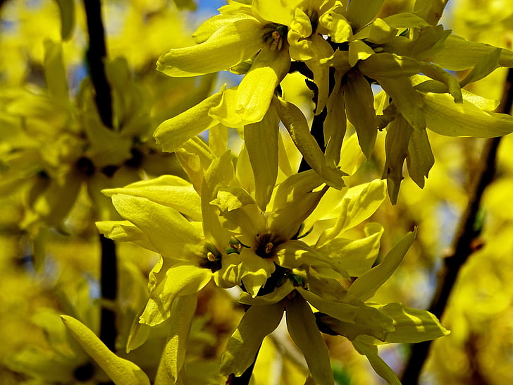 Forsythia, forsythienblüte, gul, våren, gyllene klockor, guld lila, trädgård forsythia