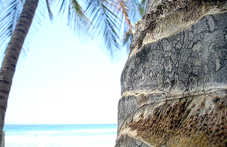 árbol de Palma, Caribe, naturaleza, cielo, Playa, Isla, Acerca de