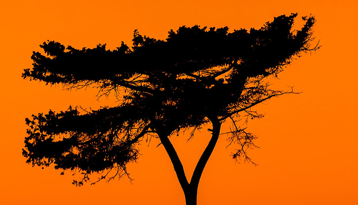 strom, tieň, popoludní, Príroda, západ slnka, Orange, scenérie