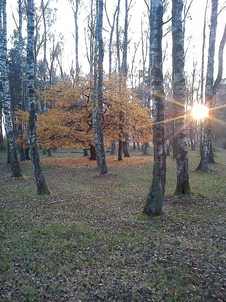 twilight, the sun, forest, birch, tree, autumn, nature