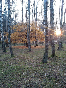 soumrak, slunce, Les, bříza, strom, podzim, Příroda