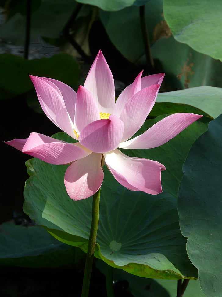 Lotus, flor de loto, flor, floración, flor, planta, semillas fue
