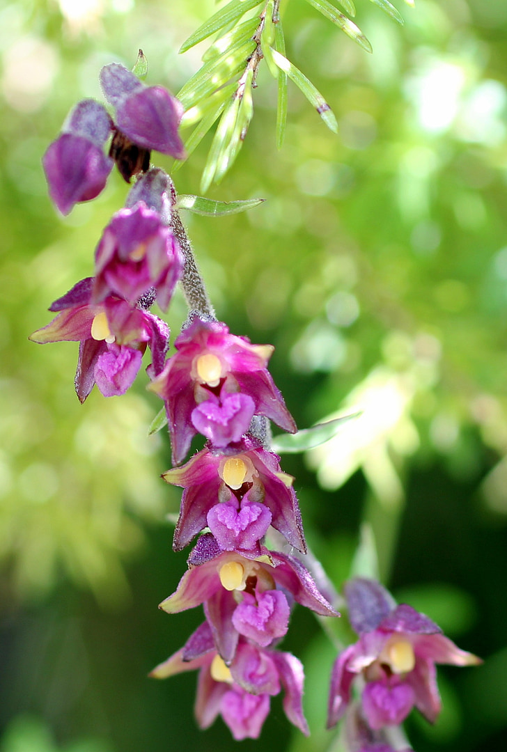 rode wespenorchis, Wild flower, Blossom, Bloom, Orchid, lial