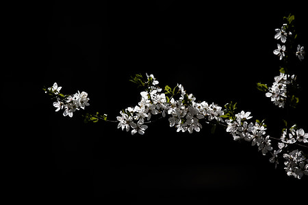 ξύλο, λουλούδι, λευκό, ανθίζοντας δέντρο