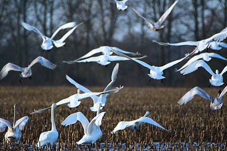 whooper swan, bird, swan, swarm, arable, field, migratory bird