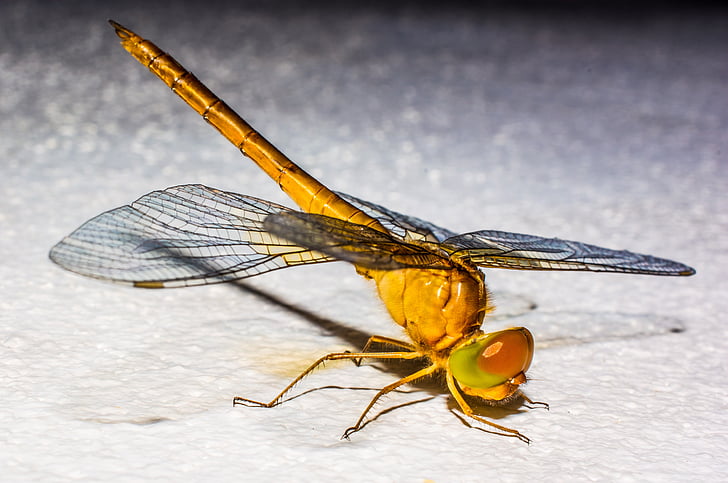 Dragonfly, insektov, živali, blizu, krilo, hitina, narave