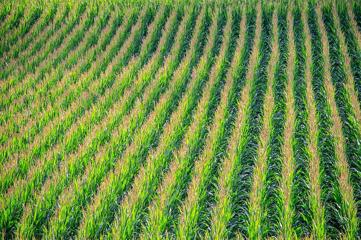 campo de maíz, maíz, campo, plantas de maíz, paisaje, naturaleza, agricultura