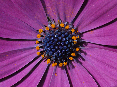 Marguerite, marguerite de Bornholm, Purple, Blossom, Bloom, Inflorescence :, étamine