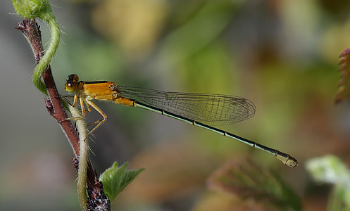 Senegal pechlibelle, Dragonfly, Ischnura senegalensis, Blåvannymfer, coenagrionidaeischnura senegalensis, insekt, Flight insekt