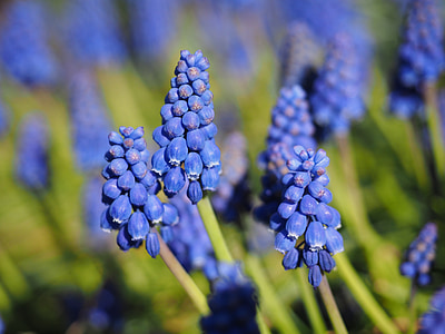 Muscari, flor, flor, flor, azul, Jacinto de uva comum, planta ornamental