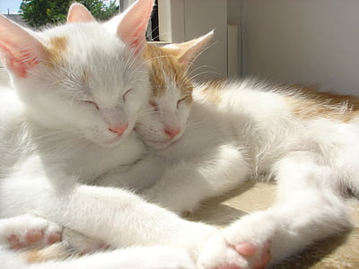broliai ir seserys, katė, meilė, miego, Adidas, naminių gyvūnėlių, kačiukas