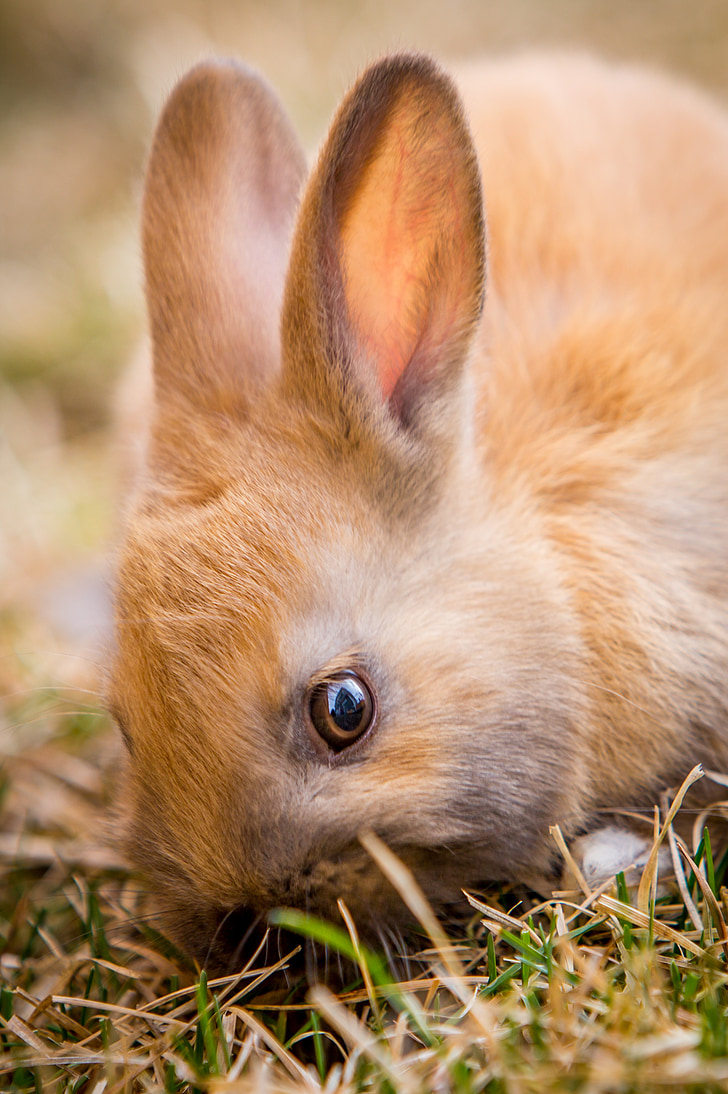 Bunny, Kaninchen, Ostern, Frühling, niedlich, Tier, Haustier