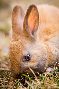 zajačik, králik, Veľkonočné, jar, milý, zviera, PET