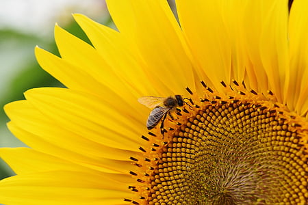 sun flower, bees, summer, garden, blossom, bloom, yellow