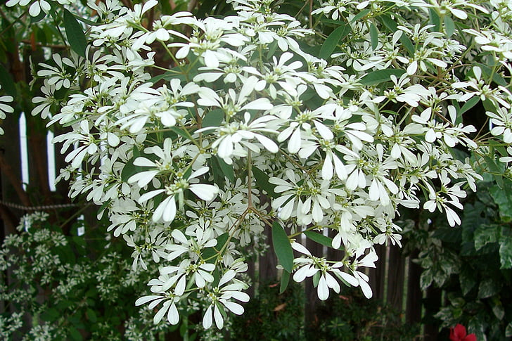 snowflake, snowflake shrub, shrubs, flowers, flowering shrub, nature, white